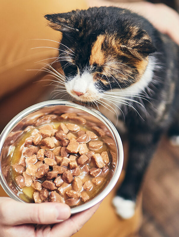 person feeding food to their cat